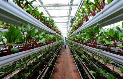 四川(瀘州)第二屆江之陽蔬菜品賞會即將開幕