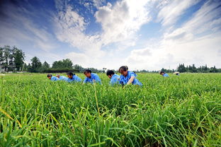 最接地氣的智慧農業(yè)應用