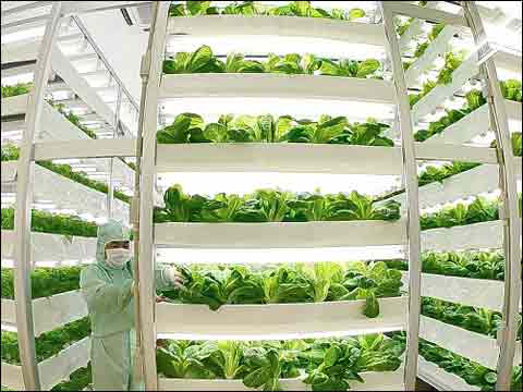 日本能否把植物工廠做成&ldquo;出口產業(yè)&rdquo;?