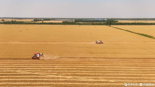 山東樂陵 適期收獲良種田 全力保農業 芯片