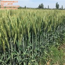 【山東麥種_濟(jì)南朝暉種業(yè)_銷售高抗病麥種】?jī)r(jià)格,廠家,圖片-中國(guó)網(wǎng)庫(kù)