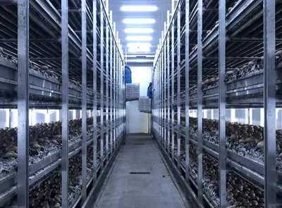 河南嵩縣:智慧菇房推進(jìn)食用菌產(chǎn)業(yè)數(shù)字化發(fā)展