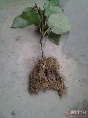 【雅安獼猴桃苗新品種【紅心獼猴桃苗價格】】獼猴桃苗,價格,廠家,供應(yīng)商,其他農(nóng)業(yè),雅安市名山區(qū)惠農(nóng)苗木種植農(nóng)民專業(yè)合作社 - 產(chǎn)品庫