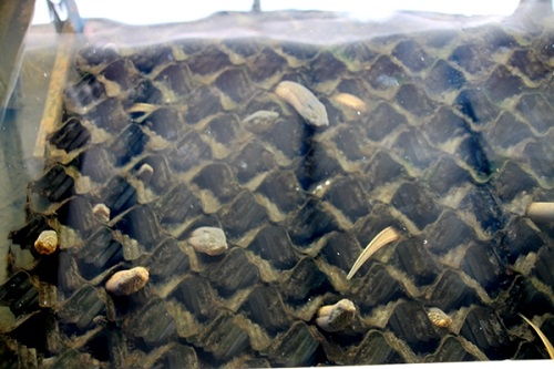 湖南省常德市澧縣 李明志夫妻回鄉(xiāng)創(chuàng)業(yè)養(yǎng)鱔魚