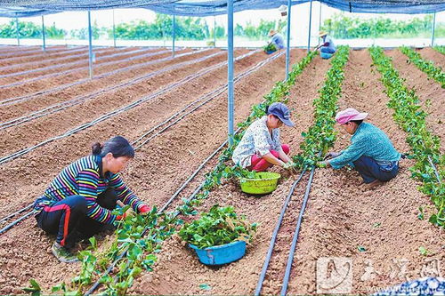 阿莓莓農業 發展有機草莓種植 蹚出助農增收新路