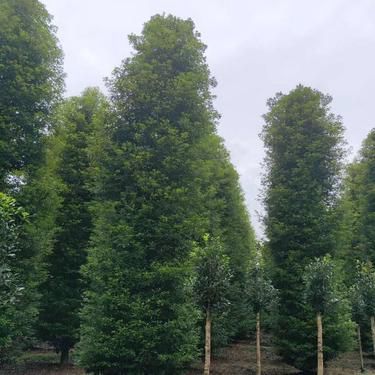 金絲楠木和小葉紫檀哪個好