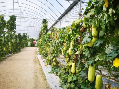 革命老區的新生 用活紅色資源，促進綠色發展農業