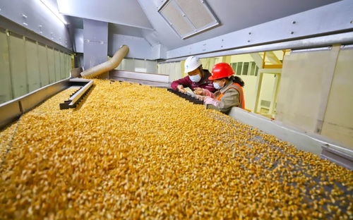 攥緊中國種子 創新驅動下的農業品種革命